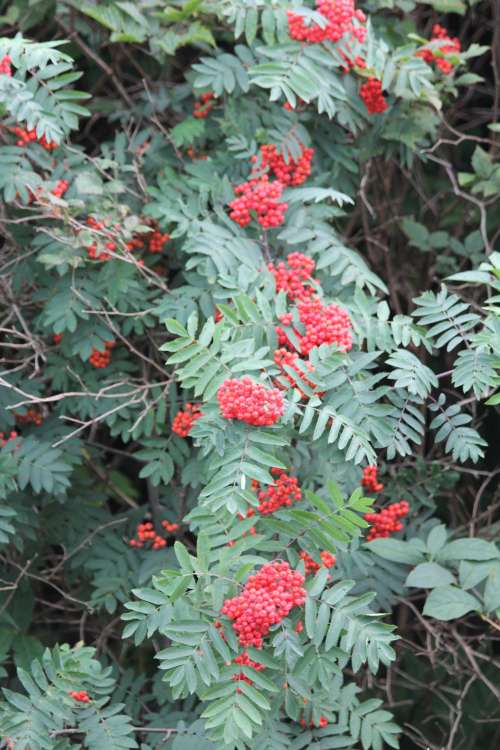 Mountain Ash
